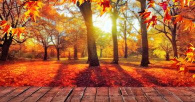 Holzboden im Garten im Vordergrund, natürlicher Herbsthintergrund mit Ahornbäumen im Hintergrund