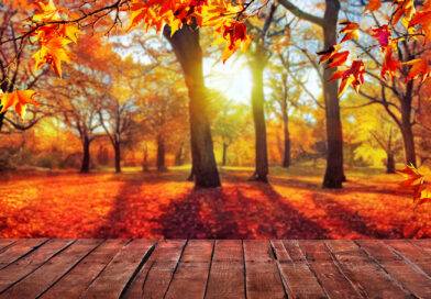 Holzboden im Garten im Vordergrund, natürlicher Herbsthintergrund mit Ahornbäumen im Hintergrund