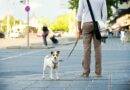 Hund an Leine im Stadtverkehr | Bio Hundefutter