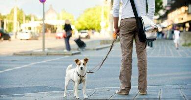 Hund an Leine im Stadtverkehr | Bio Hundefutter