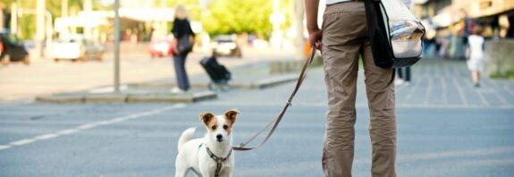 Hund an Leine im Stadtverkehr | Bio Hundefutter
