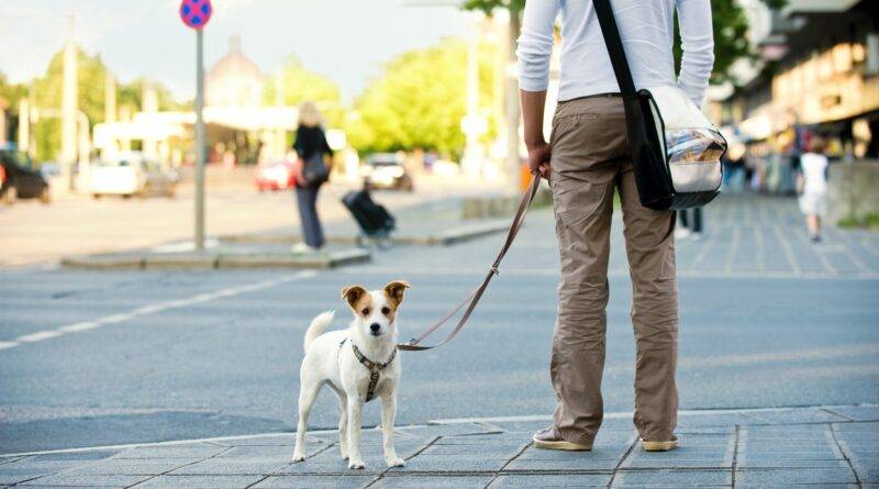 Hund an Leine im Stadtverkehr | Bio Hundefutter